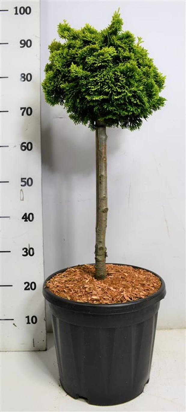 Chamaecyparis o. 'Nana Aurea' - 40 CM Stem C12